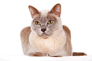 没有体味的正常训练的非常粘人的缅甸猫